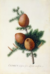 杉、1744年（べラム紙のガッシュ） 作： ゲオルグ・ディオニシウス・エーレット
